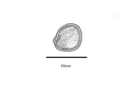   Embryo:   Ziziphus mucronata ; Illustration by K. Parker, Kirkbride et al. (2006)
